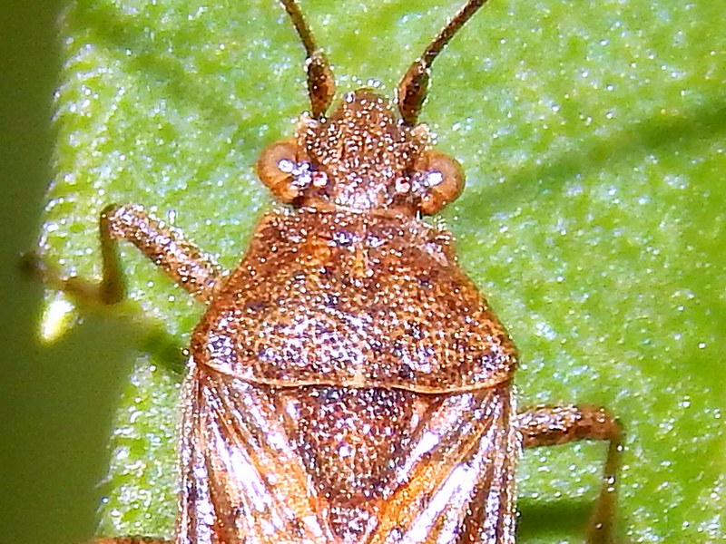 Rhopalidae: Stictopleurus punctatonervosus del Parco Ticino